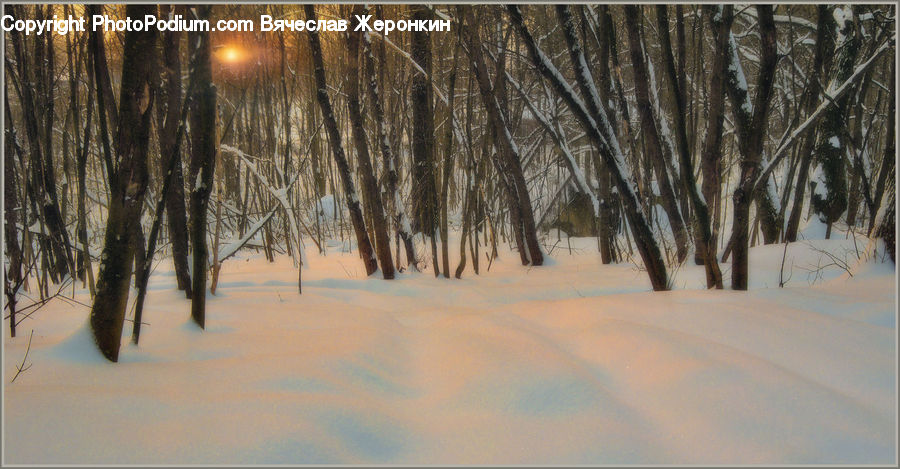 Ice, Outdoors, Snow, Field, Grass, Grassland, Plant