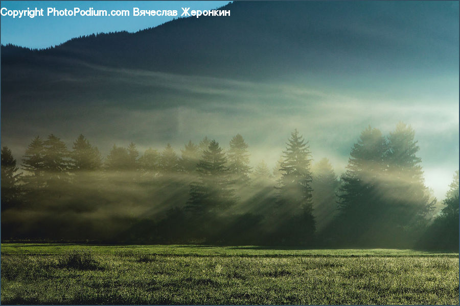 Field, Grass, Grassland, Land, Outdoors, Fog, Plant