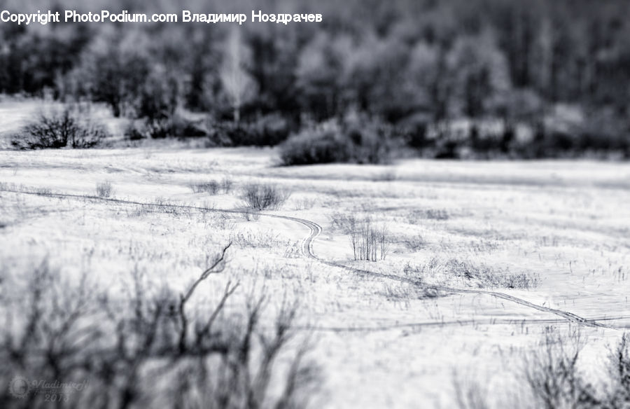 Countryside, Outdoors, Grass, Plant, Reed, Forest, Vegetation