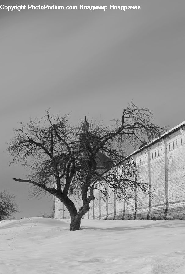 Plant, Tree, Ice, Outdoors, Snow, Oak, Wood