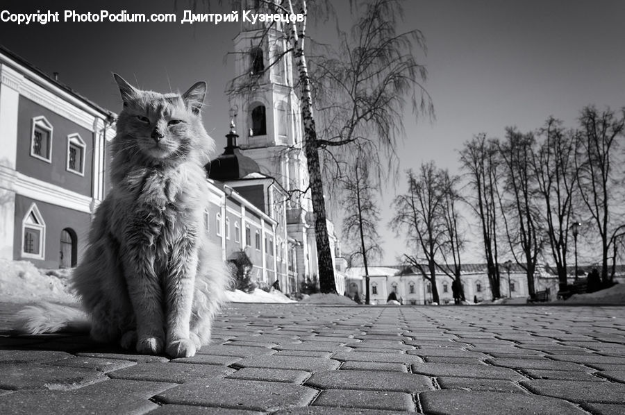 Animal, Architecture, Downtown, Plaza, Town Square, Building, Housing