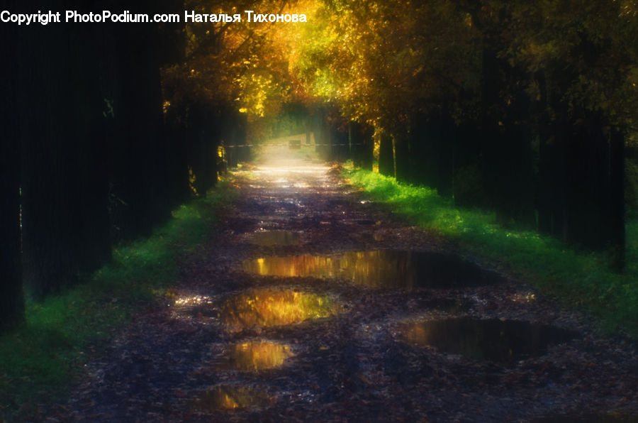 Dirt Road, Gravel, Road, Light, Forest, Vegetation