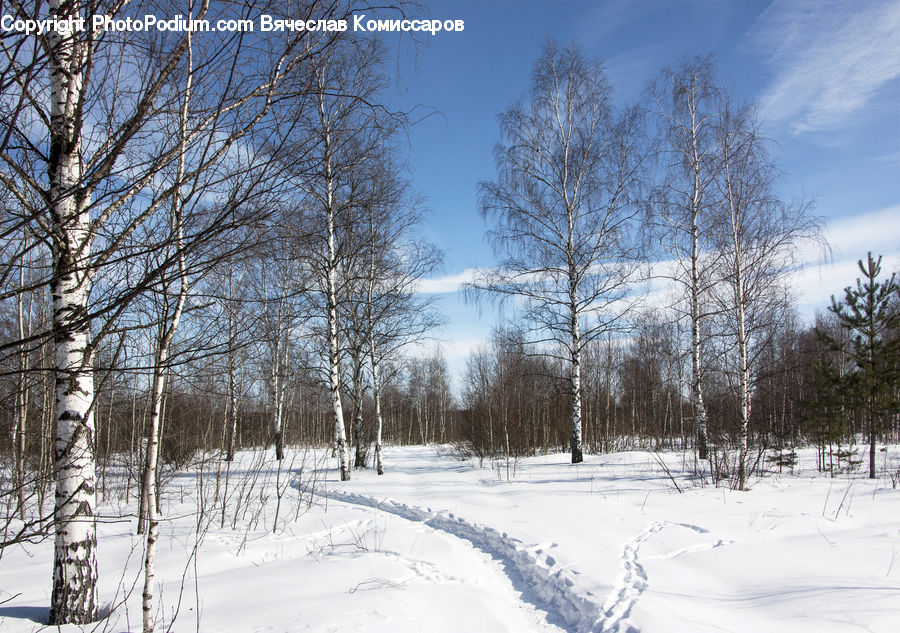 Birch, Tree, Wood, Landscape, Nature, Scenery, Ice