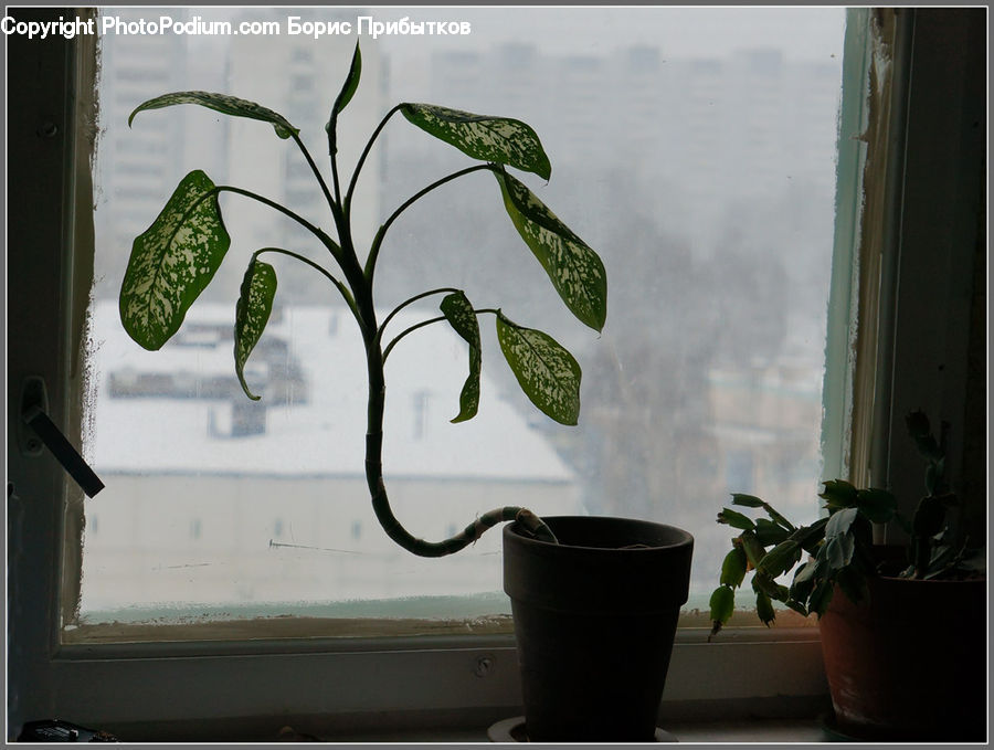 Plant, Potted Plant, Cup, Pot, Pottery, Blossom, Flora