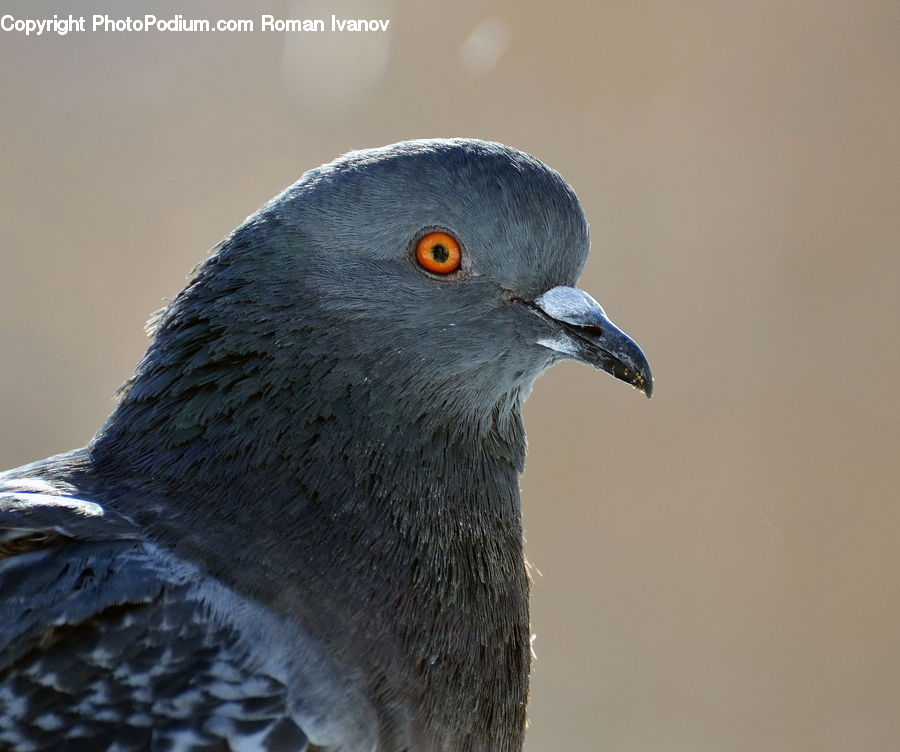 Bird, Pigeon, Dove
