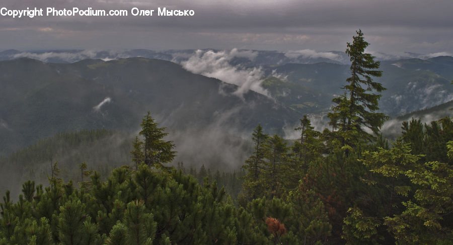 Outdoors, Storm, Weather, Conifer, Fir, Pine, Plant