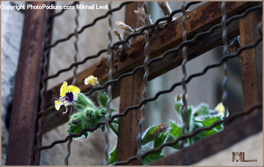 Ivy, Plant, Vine, Blossom, Flora, Flower