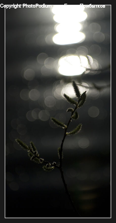 Arachnid, Garden Spider, Insect, Invertebrate, Spider, Light Fixture, Conifer