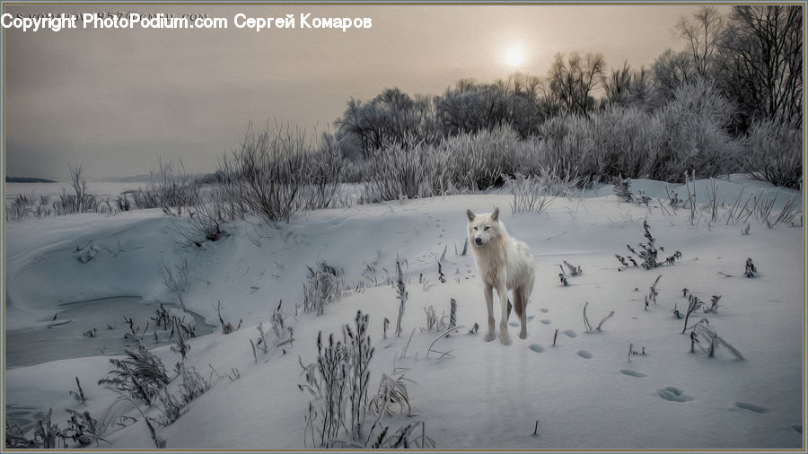 Drawing, Sketch, Animal, Dog, Pet, White Dog, Arctic