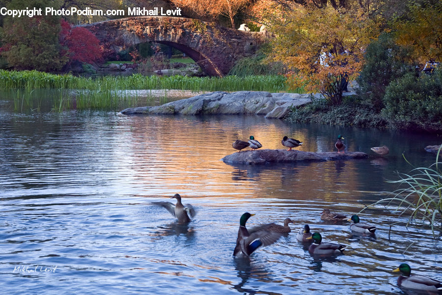 Bird, Goose, Waterfowl, Duck, Teal, Mallard, Maple