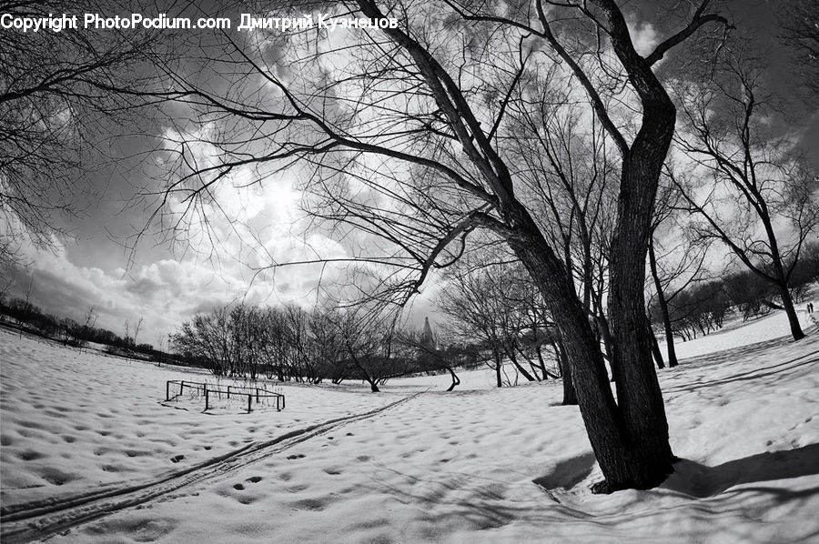 Plant, Tree, Oak, Wood, Ice, Outdoors, Snow