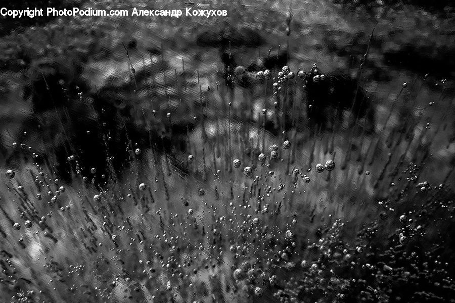 Water, Fountain, Land, Marsh, Pond, Swamp, Blossom