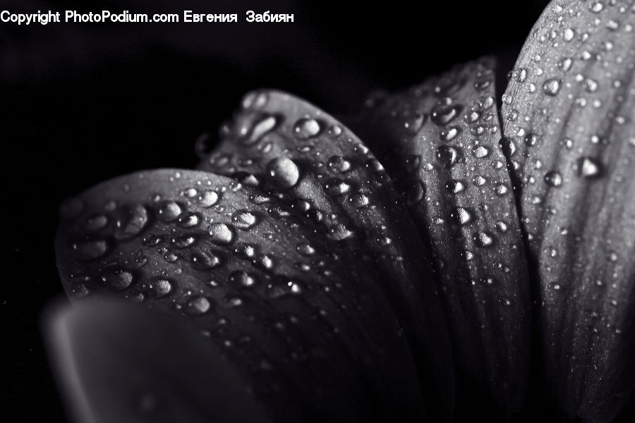 Blossom, Flora, Flower, Petal, Plant, Accessories, Anther