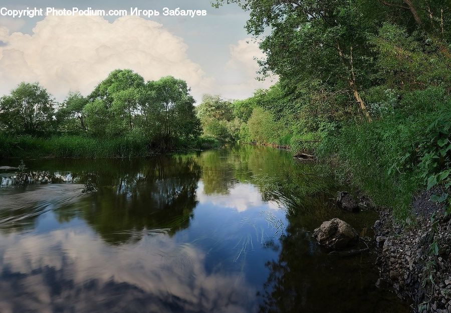 Plant, Potted Plant, Outdoors, Pond, Water, Vegetation, Forest