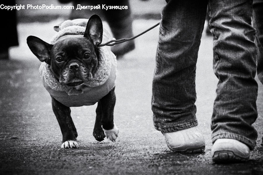 People, Person, Human, Animal, Boxer, Bulldog, Canine
