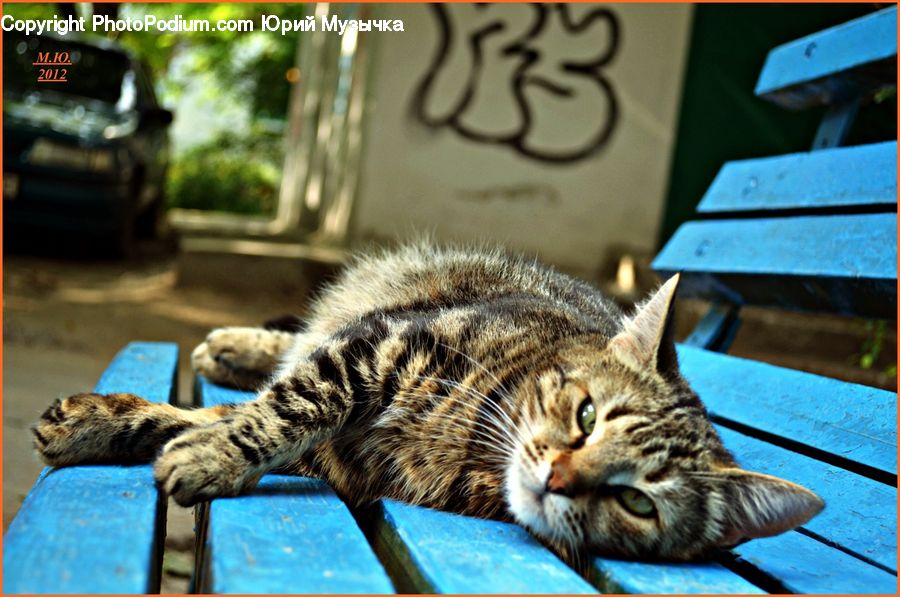 Animal, Cat, Kitten, Mammal, Pet, Asleep, Abyssinian