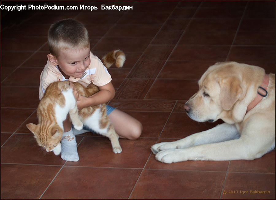 Animal, Canine, Dog, Labrador Retriever, Mammal, Pet, Beagle