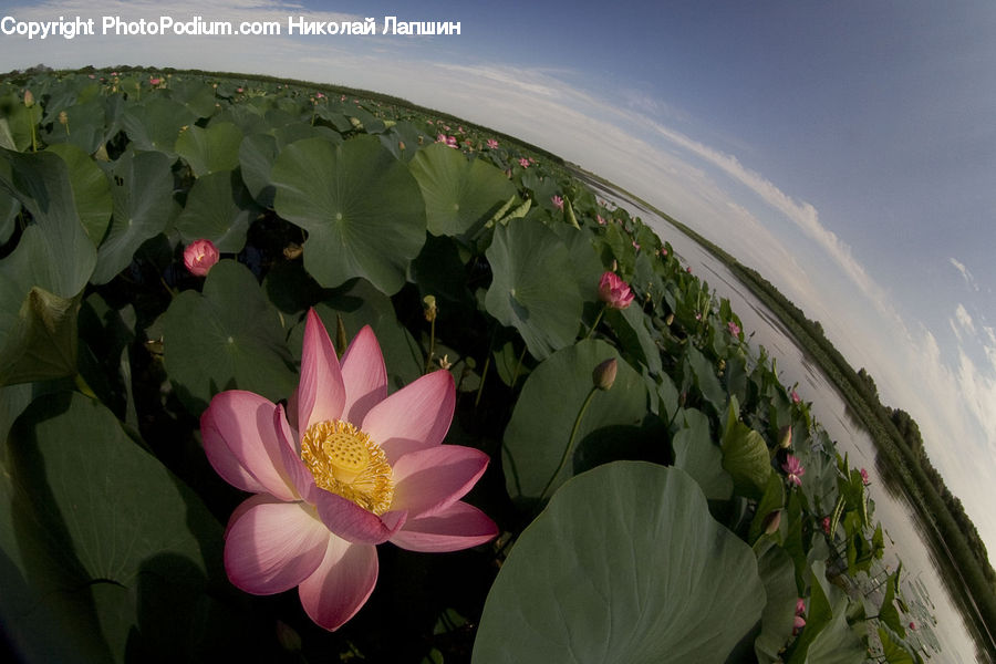 Plant, Potted Plant, Cactus, Flower, Lily, Pond Lily, Blossom