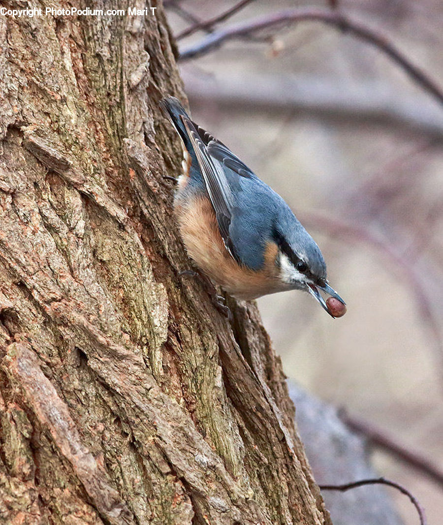 Bird, Blue Jay, Bluebird, Jay, Quail