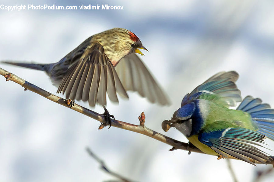 Bird, Jay, Bee Eater, Blue Jay, Bluebird, Finch, Head