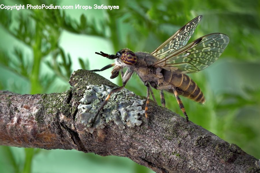 Anisoptera, Dragonfly, Insect, Invertebrate, Asilidae, Arachnid, Garden Spider