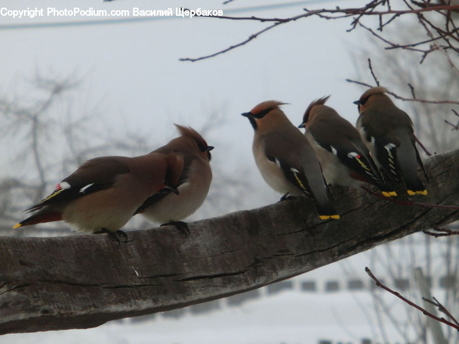 Bird, Flicker Bird, Woodpecker, Booby, Finch, Beak, Duck