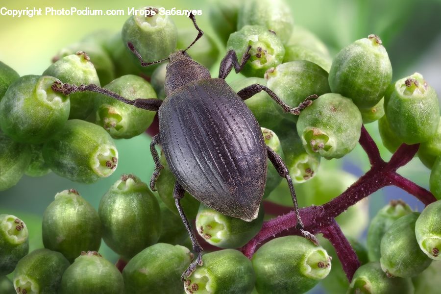 Acorn, Plant, Seed, Blossom, Flora, Flower
