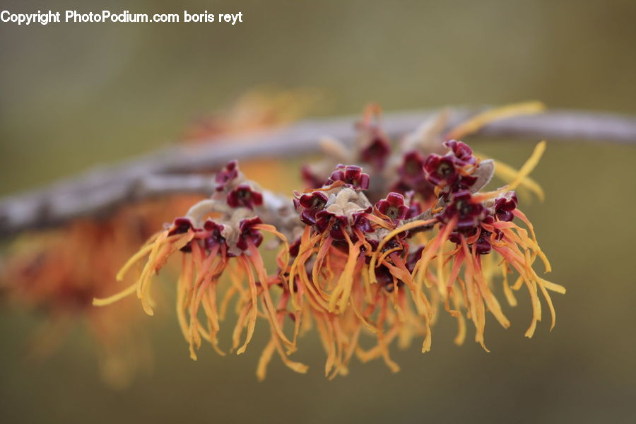 Blossom, Flora, Flower, Plant, Weed, Conifer, Fir