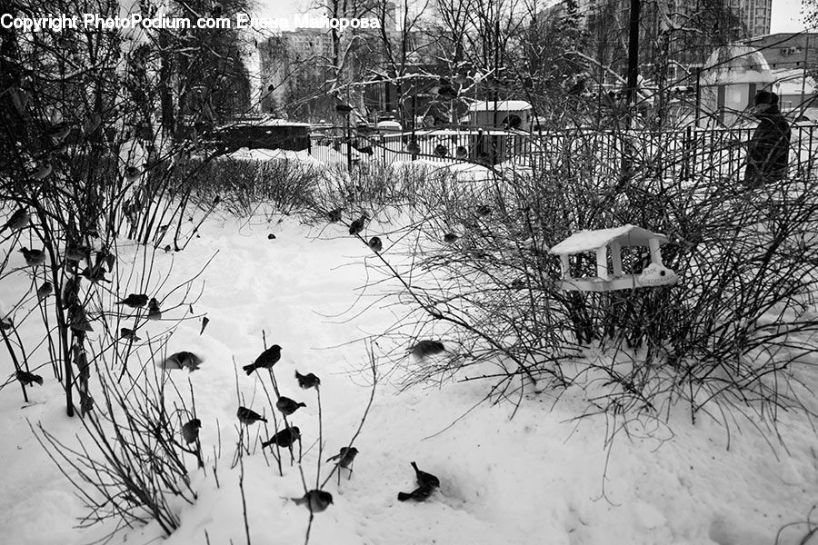Ice, Outdoors, Snow, Grass, Plant, Reed, Forest