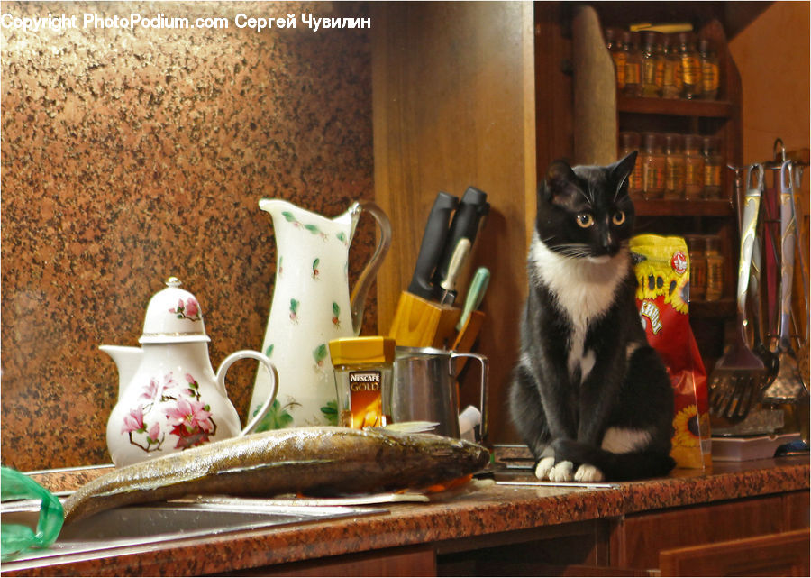 Pot, Pottery, Teapot, Bottle, Animal, Cat, Mammal