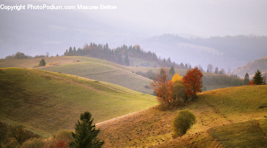 Grassland, Mound, Conifer, Fir, Spruce, Wood, Dirt Road