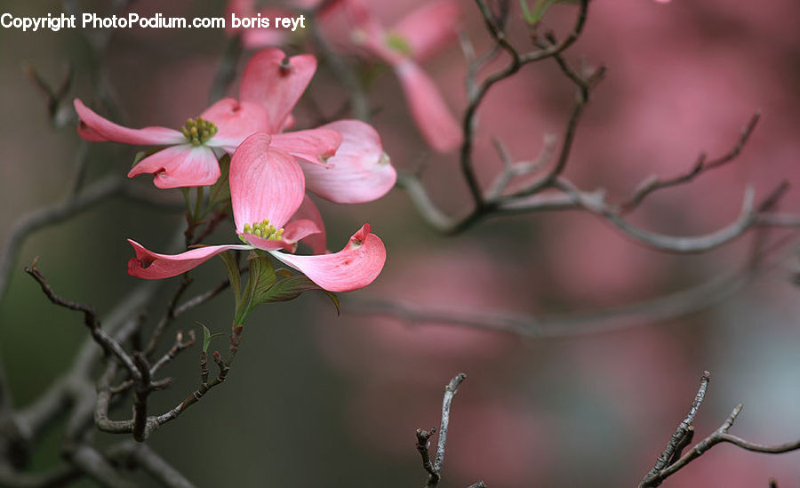 Blossom, Flora, Flower, Plant, Cherry Blossom, Petal, Lily