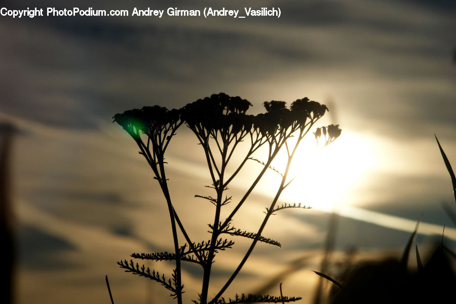 Plant, Weed, Grass, Reed, Field, Grassland, Blossom