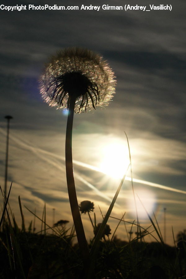 Field, Grass, Grassland, Plant, Weed, Reed, Dawn