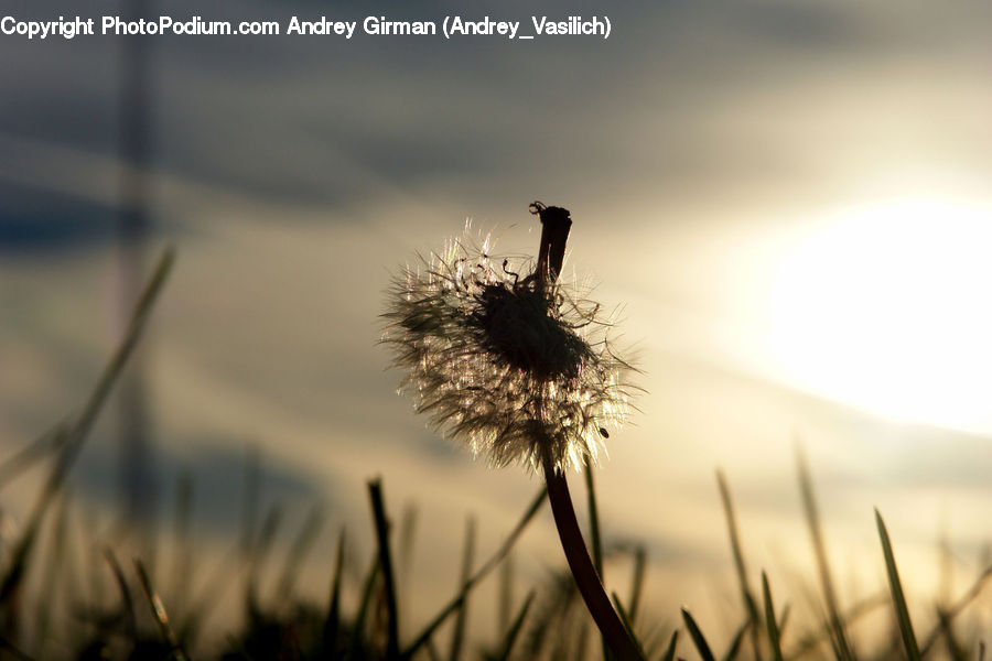 Plant, Weed, Dandelion, Flower, Field, Grass, Grassland