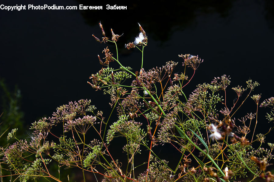 Dill, Plant, Apiaceae, Blossom, Conifer, Fir, Tree