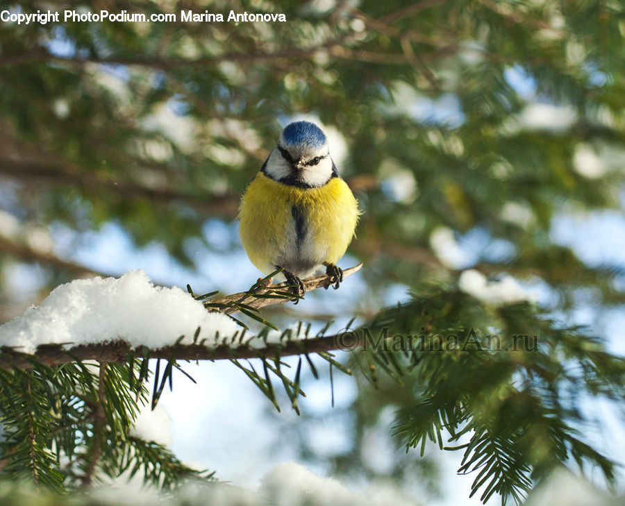 Conifer, Fir, Plant, Tree, Bird, Blue Jay, Bluebird