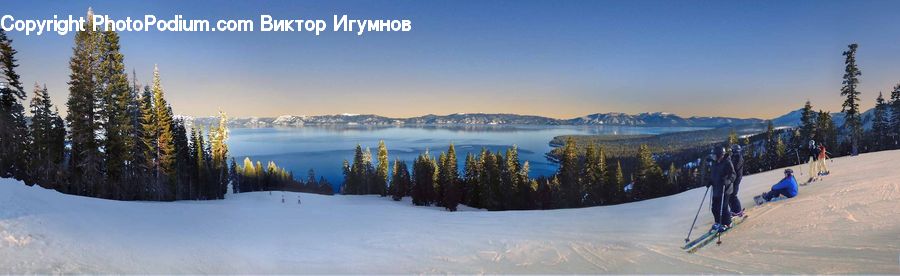 Alps, Crest, Mountain, Peak, Conifer, Fir, Plant