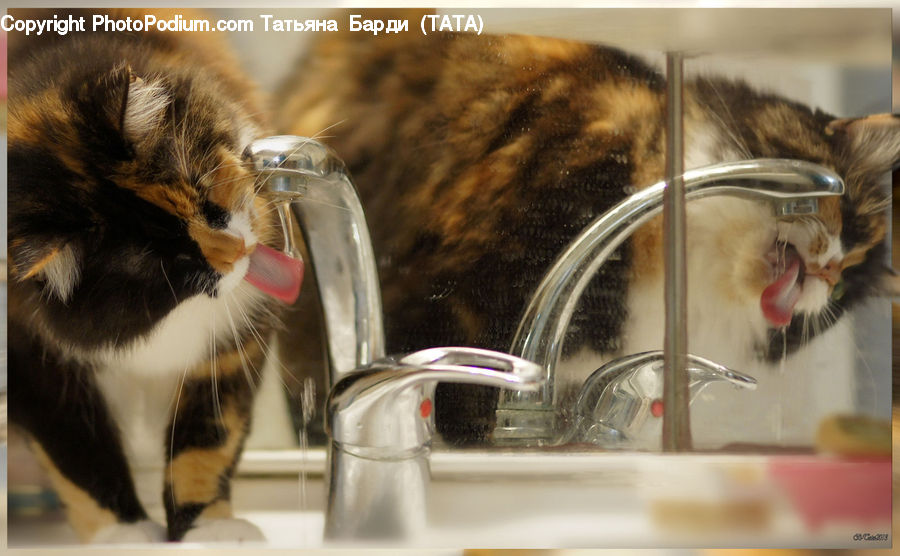 Animal, Cat, Mammal, Manx, Pet, Tap, Glass