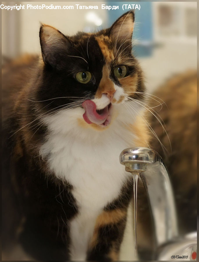 Animal, Cat, Mammal, Manx, Pet, Glass, Abyssinian
