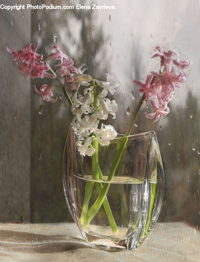 Beverage, Glass, Wine, Wine Glass, Flower Arrangement, Ikebana, Plant
