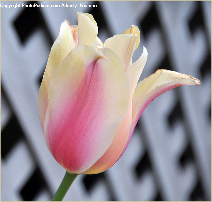 Blossom, Flora, Flower, Plant, Tulip, Bud
