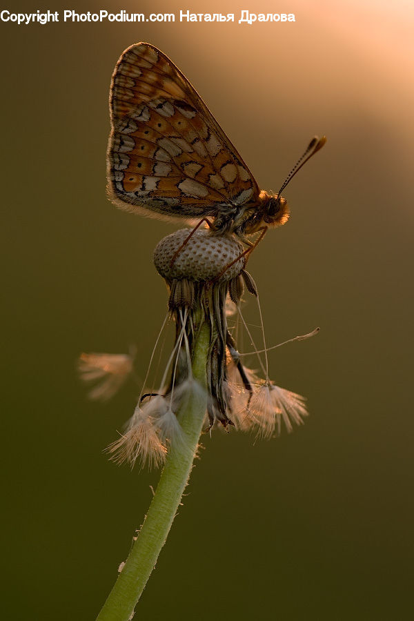Butterfly, Insect, Invertebrate, Asilidae, Anisoptera, Dragonfly, Blossom