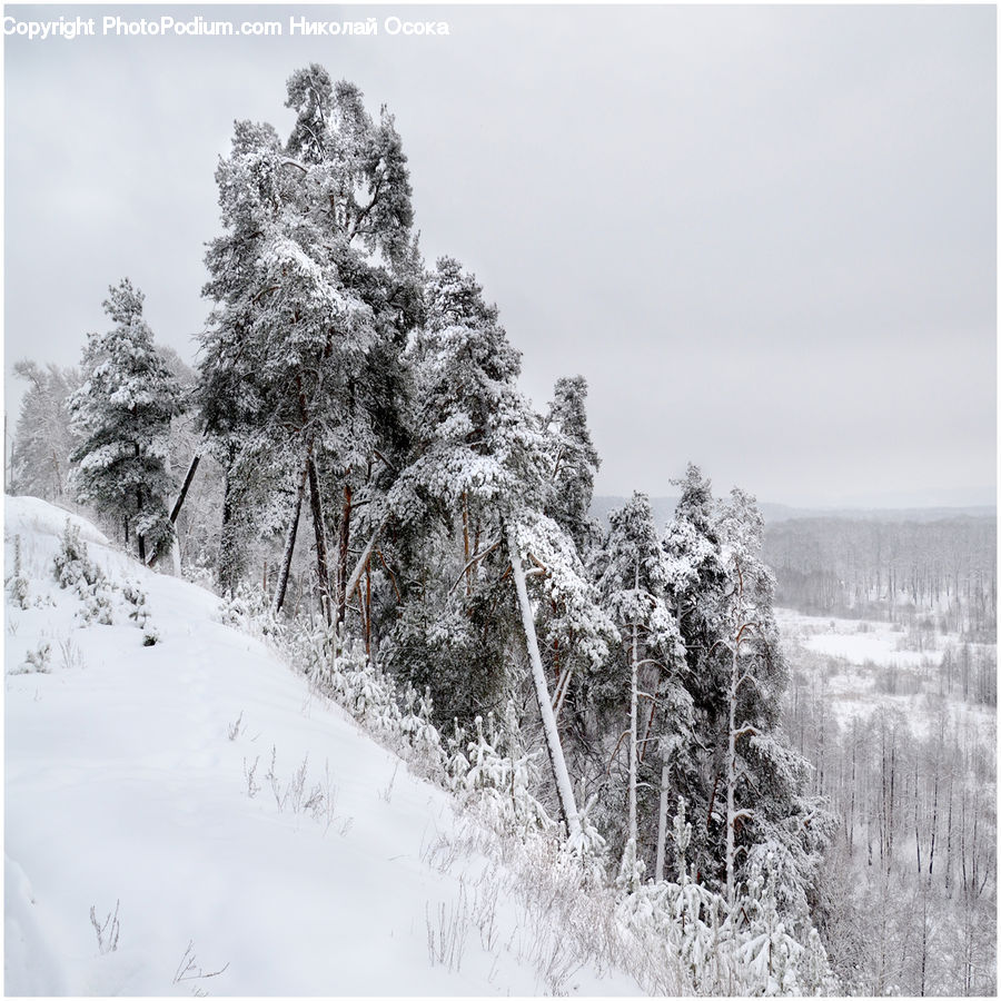 Ice, Outdoors, Snow, Conifer, Fir, Plant, Tree