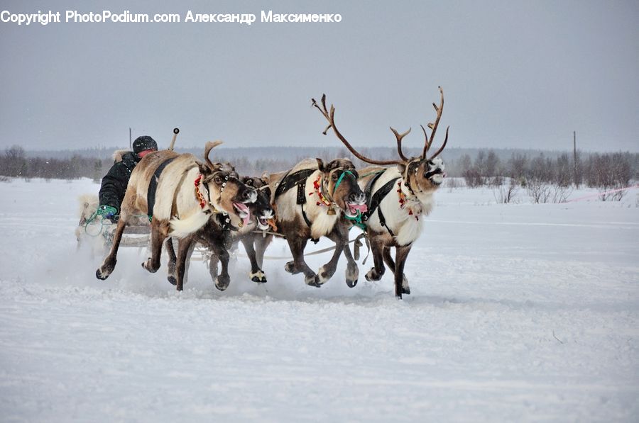 People, Person, Human, Animal, Horse, Mammal, Dogsled