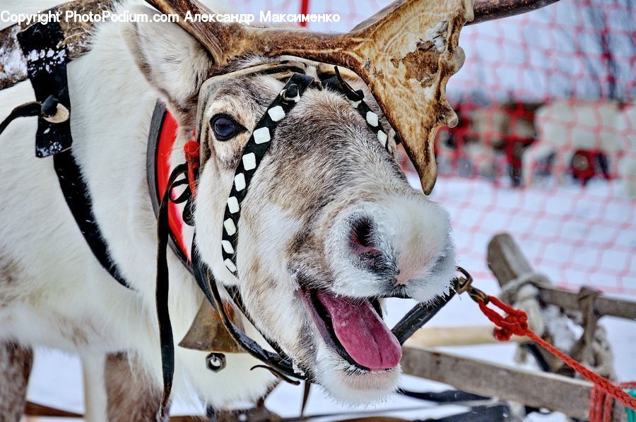 Animal, Canine, Dog, Husky, Mammal, Pet, Face