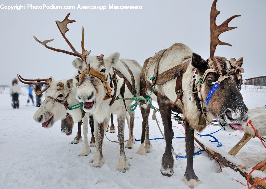 Dogsled, Sled, Ice, Outdoors, Snow