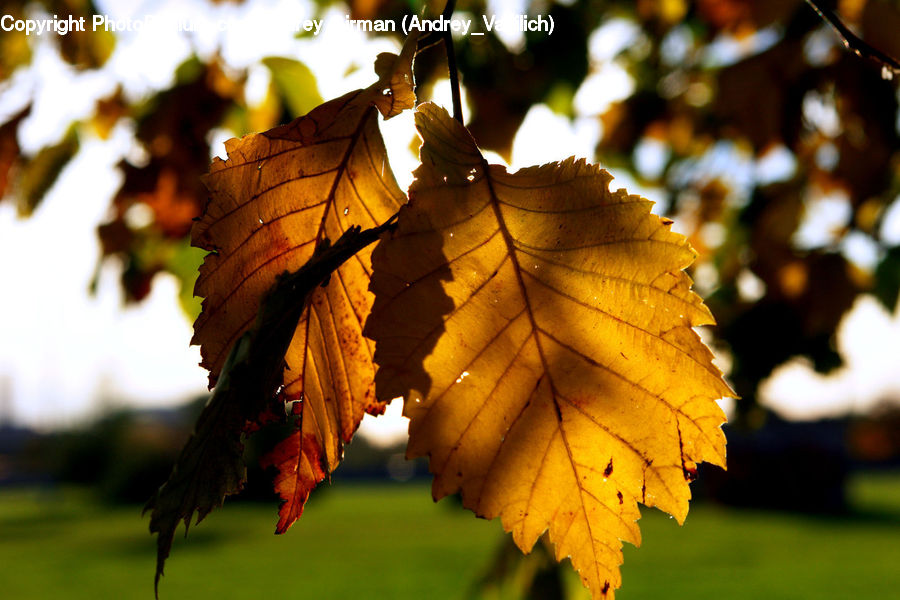Veins, Maple, Maple Leaf, Plant, Oak, Sycamore, Tree