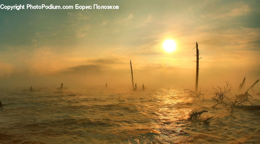 Dawn, Dusk, Sky, Sunrise, Sunset, Fog, Plant