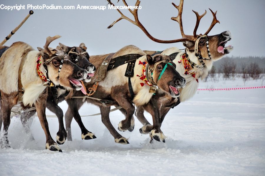 Sled, Animal, Horse, Mammal